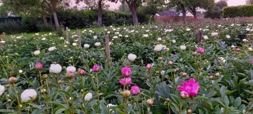 a field of pink and white flowers in a park at Bauernhof Sesterhenn in Leichlingen