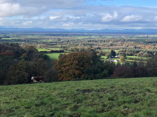 a cow standing on top of a grassy hill at Tranquil countryside farmhouse stay in Thurles