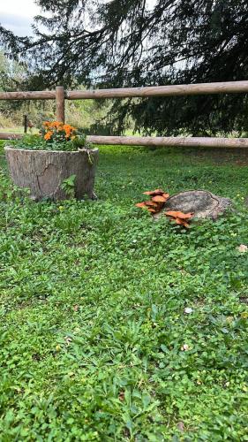a pot of flowers in a field of grass at CA L'HERBOLARI - Cozy house in Montseny in Viladrau