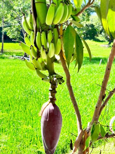 a bunch of bananas hanging from a banana tree at Blue stone in Pai
