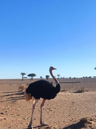 キャンプ場の敷地内または近くにいる動物