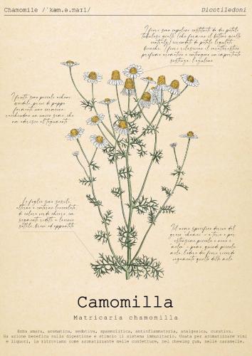 Gambar di galeri bagi Le Floreali - Casa Camomilla di Bolsena