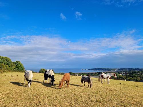 a group of cows and horses grazing in a field at Clyne Farm Centre in The Mumbles