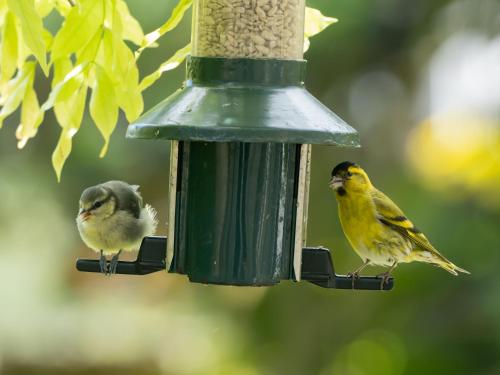 two birds are sitting on a bird feeder at Wildwood B&B in Lymington