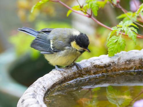 a bird perched on the side of a bird bath at Wildwood B&B in Lymington