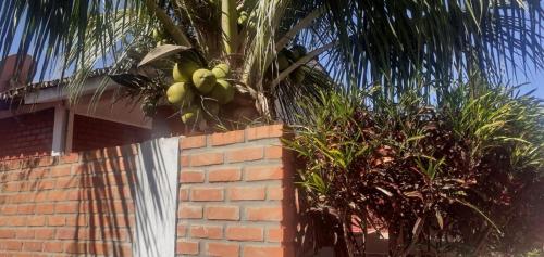 a brick wall with a palm tree in front of a house at Chalé jane in Caldas Novas