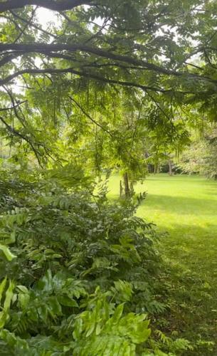 a tree in a park with a field of grass at Gesamtes Historisches Kapitänshaus in Fehmarn