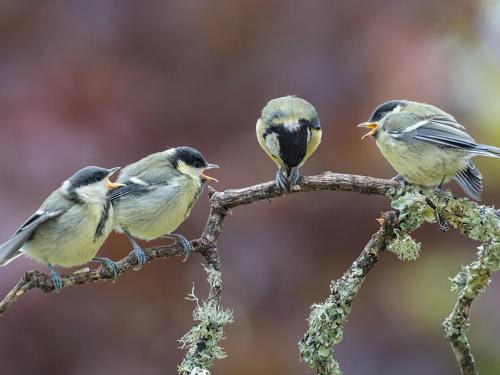 three birds perched on top of a tree branch at Wildwood B&B in Lymington