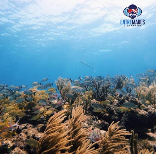 a school of fish on a coral reef at Monasterio del Viento in Bahia Maracaibo