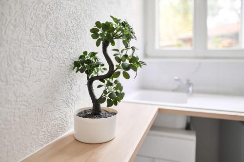 une plante dans un pot blanc assise sur un bureau dans l'établissement Le Petit Marceaux - T1 - Confort, à Reims