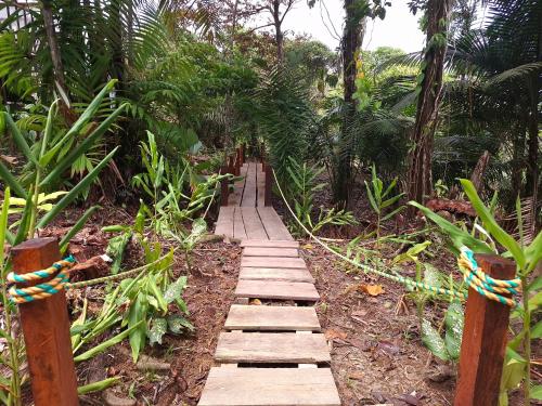 a wooden path in the middle of a forest at Mangle House Cabañas Ladrilleros in Buenaventura