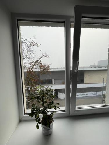 a potted plant sitting in front of a window at Central Cosy-Turistu Mitne in Daugavpils