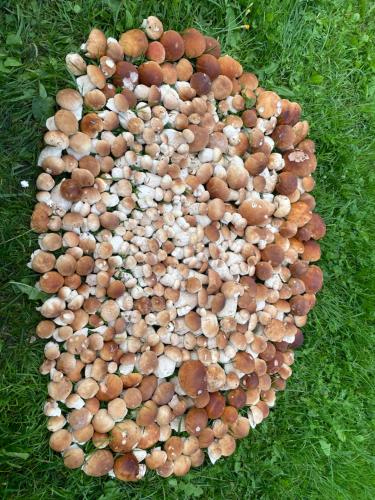 Ảnh trong thư viện ảnh của Ezera Pērle ở Myza Keipen