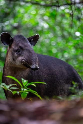 a black bear sitting in the woods at Surfsidelodge in Cabo Matapalo