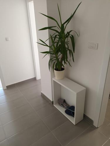 a plant sitting on top of a white cabinet at Central City Stay - Apartment Alex in Šabac