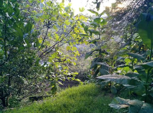Taman di luar Casa del Aguacate Cumbaya - Tumbaco