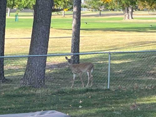 a deer standing next to a fence in a park at Country Club View in Marion, Iowa in Marion