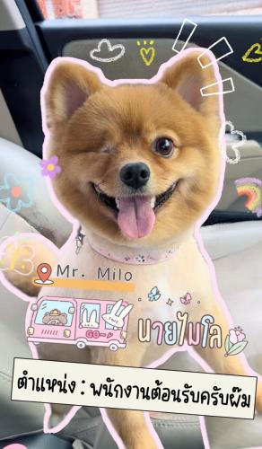 a dog in a car with its tongue out at โรงแรมกาญจนาสกลนคร in Sakon Nakhon