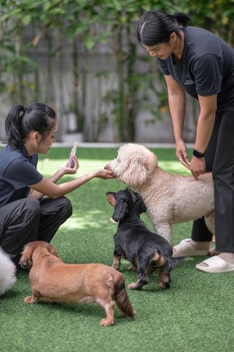 Domácí mazlíčci ubytovaní s hosty v ubytování Ketawa Pet Friendly Hotel