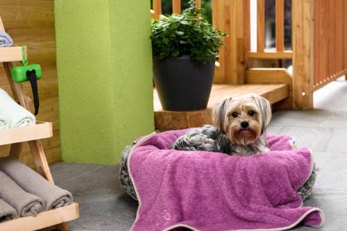 a small dog sitting in a purple dog bed at Lorenzer Schlafstubn/Haus Wanderl in Sankt Lorenzen im Mürztal