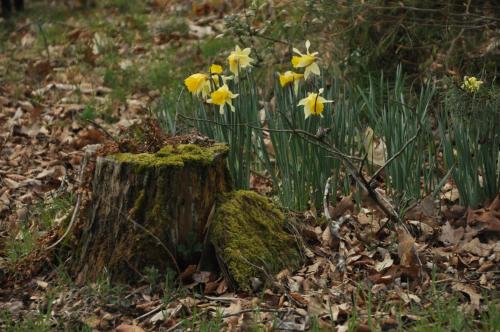a group of daffodils growing on a tree stump at Log-House Wildernest in Brande