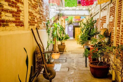 a hallway with a bunch of potted plants in a building at The Green Loft, Oaxaca Centro in Oaxaca City