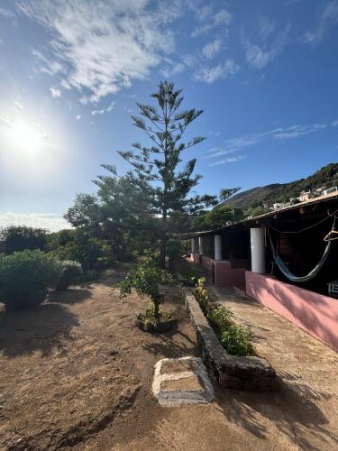 a tree sitting in a yard next to a building at Villa La Rosa in Filicudi