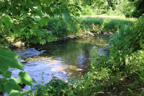 a stream of water in a field with trees at Magnifique appartement campagnard avec beaucoup de cachet in Vugelles-La Mothe