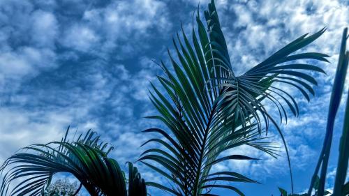 a palm tree with the sky in the background at Mauli Stays in Pali