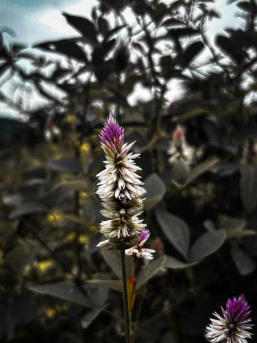 a purple and white flower in a field of leaves at Mauli Stays in Pali