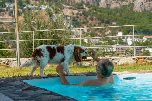 Et eller flere kæledyr der bor med gæster på Z-Villas Beach Hotel