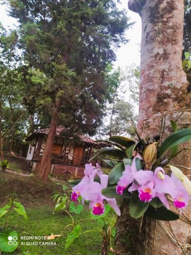 a tree with pink flowers in front of a house at Hotel La Casa de Francois in San Agustín