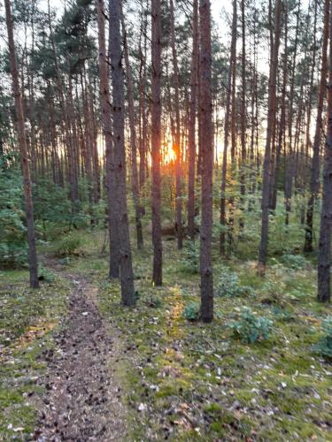 a dirt road in a forest with trees at Wielkopolska Szydłówiec in Orchowo