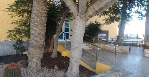 a group of palm trees in a building with stairs at Sul mare Atlantico intero appartamento con piscina in Arona