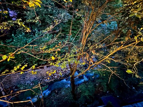 a tree with yellow leaves in front of a river at Brezovica Lux in Brezovica