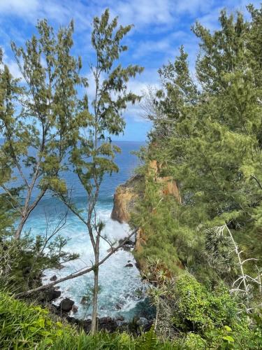 a view of the ocean through trees on a cliff at Adénora in Saint-Joseph