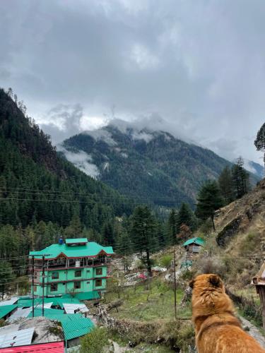 a dog is looking up at a mountain at Trippy Homestay in Kasol