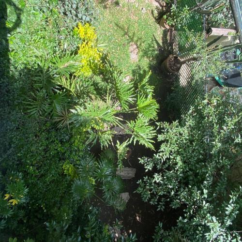 an overhead view of a garden with plants and flowers at Casa ideal para familias o grupos in Momoxpan