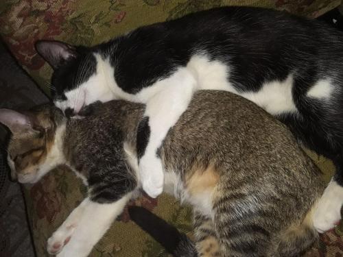 two cats laying next to each other on a couch at Hostal Portobelo in Portobelo
