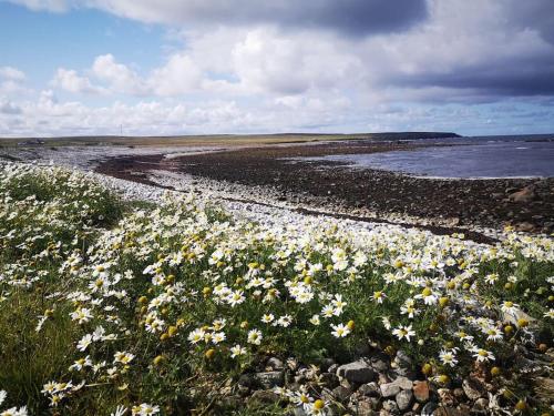 a field of flowers on a rocky beach at Flat in Eoropie, Ness, Isle of Lewis in Port of Ness