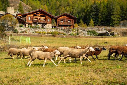 a herd of sheep running in a field in front of a house at Agriturismo Plan de la Tour B&B in Cogne