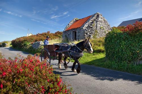 a man riding a horse drawn carriage down a road at The Perfect Place in Ennis