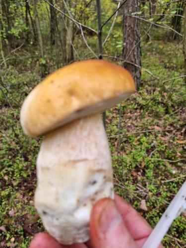 a person holding up a mushroom in the woods at Domki na skraju lasu in Jasień
