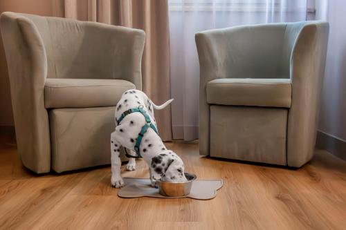 a dalmatian eating out of a bowl in front of two chairs at Hotel De La Ville depandance di Hotel Augustus in Fano