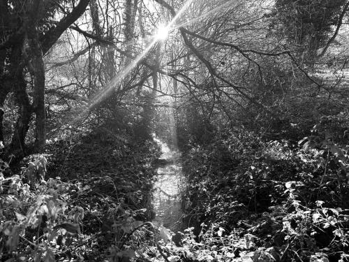 a black and white photo of a path through a forest at Clos de Gigondas Countryside house 10 mins from CHU and Limoges center in Isle