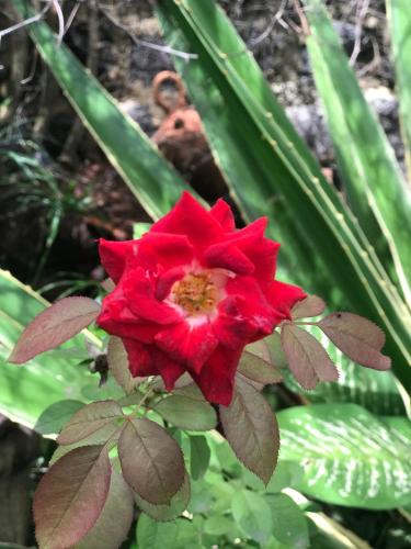 a red flower on a plant with a monkey in the background at Fabuleux Studio Petit Marrakech in Dakar