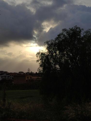 a tree in a field under a cloudy sky at San vito 9 in Agrigento