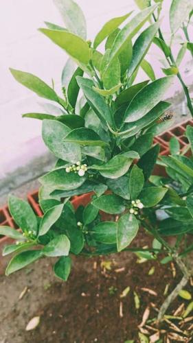 a plant with green leaves in a pot at CycIoneda House in Piura