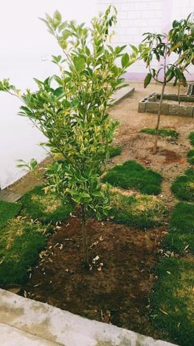 a small tree in a garden in a greenhouse at CycIoneda House in Piura