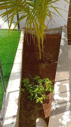 a planter with a palm tree in a garden at CycIoneda House in Piura